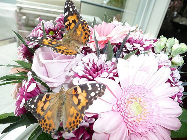 Доставка цветов и бабочек